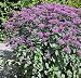 Bee Balm Blue Stocking