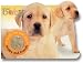 Happy Baby: Puppy And Friends