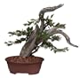 Brussel's Phoenix Graft - Small Bonsai