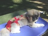 Joybies Tropical Red Aloha Piddle Pants(tm) for XX Small Male Dog (Measuring 9-11 From Collar to Base of Tail)