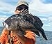 Jigging world Fluke Candy Teaser