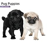 Magnet & Steel 6638 2015 Wall Calendar, Pug Puppies, Mini
