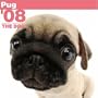 Pug 2008 Square Wall Calendar (German, French, Spanish and English Edition)