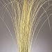 Fountain Grass - Dried Fountain Grasses
