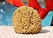 Sea Yellow Sponge 4-5