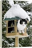Box Canvas Print of Cat - black a white cat on a bird feeding table in snow from Ardea