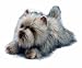 Yomiko Yomiko Cairn Terrier by Russ