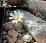 Miniature Button Cactus 20 Seeds - Blossfeldiana -Tiny!
