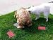 Pet Supplies : Potty Rock.