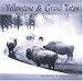 Yellowstone & Grand Teton Wildlife Portfolio