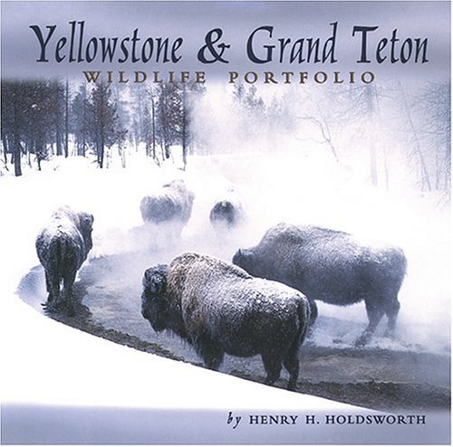 yellowstone  grand teton wildlife portfolio