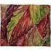 Fleece Throw Blanket Coleus (by DENY Designs)