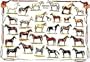 Horses, Art Poster