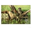 River Otter, Lutra Canadensis with Kits Along Stream Montana, USA Photographic Poster Print by Alan And Sandy Carey, 40x30