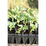 Haxnicks L910 Deep Rootrainers Seed and Cutting Propagation Kit