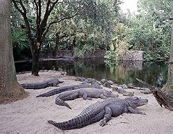 Alligators Photograph - Beautiful 16"x20" Photographic Print by Carol M. Highsmith
