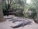 Alligators Photograph - Beautiful 16"x20" Photographic Print by Carol M. Highsmith