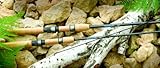 St. Croix Avid Salmon & Steelhead Spinning Rods Model