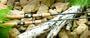 St. Croix Avid Salmon & Steelhead Spinning Rods Model: AVS86MF2 (8' 6" M)