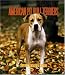American Pit Bull Terriers Weekly 2006 Calendar