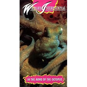 Wildlife International - In The Arms Of The Octopus