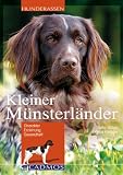 Kleiner Münsterländer: Charakter, Erziehung und Gesundheit