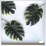 F-style リーフパネル・625x625x30mm　Monstera deliciosa