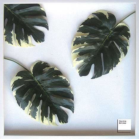 F-style リーフパネル・625x625x30mm　Monstera deliciosa