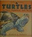 Turtles, in Fact, Folklore, and Myth