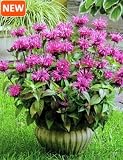 Pink Lace BeeBalm Plants - Monarda - Bergamot - Compact