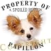 Papillon dog breed THROW PILLOW 16 x 16 - white with navy denim
