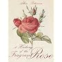 A History of the Fragrant Rose