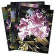 Full Bloom - Box Set of 12 Assorted Greeting Cards and Patterned Envelopes
