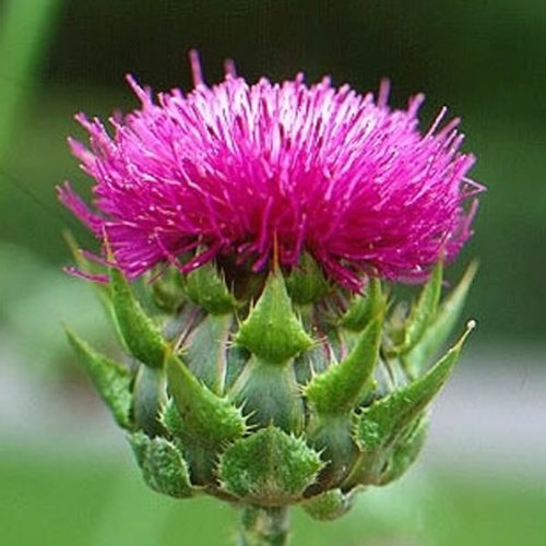 100 MILK THISTLE Silybum Marianum Flower Seeds 100 MILK THISTLE Silybum Marianum Flower Seeds
