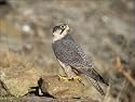 Jigsaw of Lanner FALCON - perching on rock from Ardea
