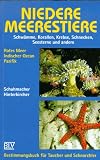 Niedere Meerestiere - Helmut Schuhmacher