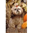 Harlequin Halloween Postcard Collection by Harlequin Enterprises, Reader Service, and E. Harlequin