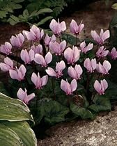 Fall Blooming Cyclamen Cilicicium 3 Bulbs