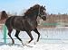 Skipping Horse. - 24W x 18H - Peel and Stick Wall Decal by Wallmonkeys