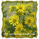 1 Oz Rosin Weed (Silphium integrifolium) Bulk Wildflower Seeds