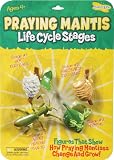Insect Lore Praying Mantis Life Cycle Stages