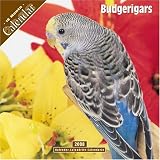 517ZCgCqyvL. SL160  Budgerigars 2008 Wall Calendar