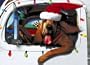 Hound Dog in Christmas Truck (Holiday Cards)