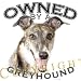 Greyhound "Owned By" Adult Ringer T Shirt - LARGE