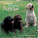 Labrador Retriever Puppies 2007 Wall Calendar