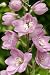 Delphinium Pacific Giant 'astolat' - 24