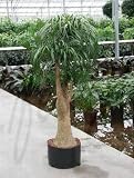 Eigenschaften Terrapalme  / Beaucarnea recurvata - Elefantenfuß oder auch Flaschenbaum Hydro / Topfbreite 28 cm / Pflanzenhöhe 170 cm mit Topf / verzweigt