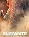 Elefante