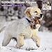 Magnet & Steel Golden Retriever Puppies 2015 Wall Calendar