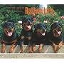 Rottweilers, For the Love of 2009 Deluxe Wall Calendar